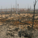 A severe wildfire wiped out a spruce forest in Yukon Flats National Wildlife Refuge, Alaska.